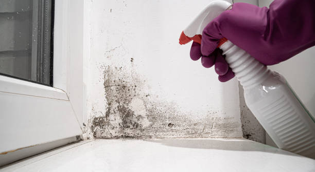 Best Water damage restoration near me  in Highpoint, OH